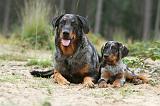 BEAUCERON - ADULTS and PUPPIES 013